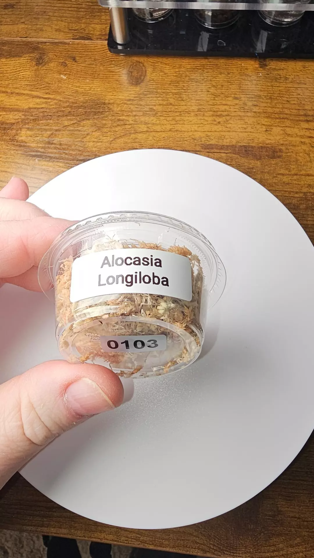 0103 Alocasia Longiloba Corm (Green) thumbnail