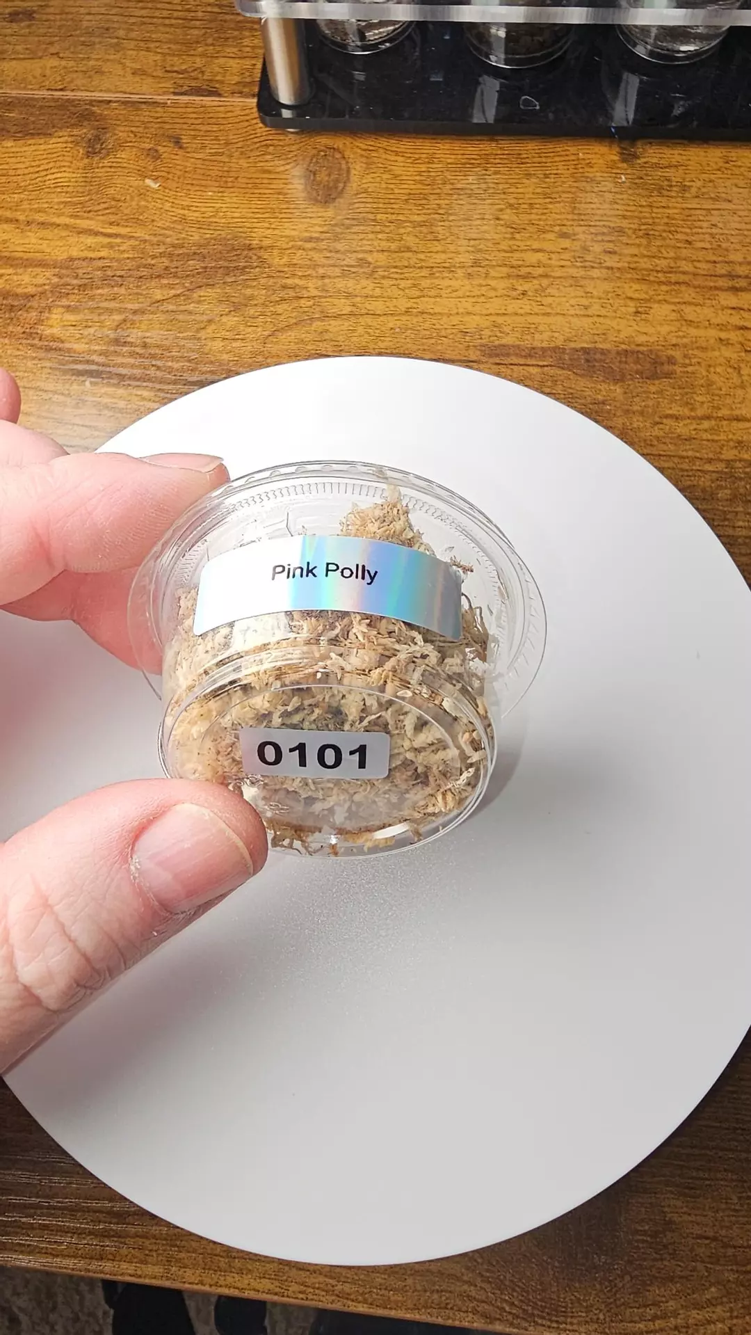 0101 Alocasia Pink Polly Corm thumbnail