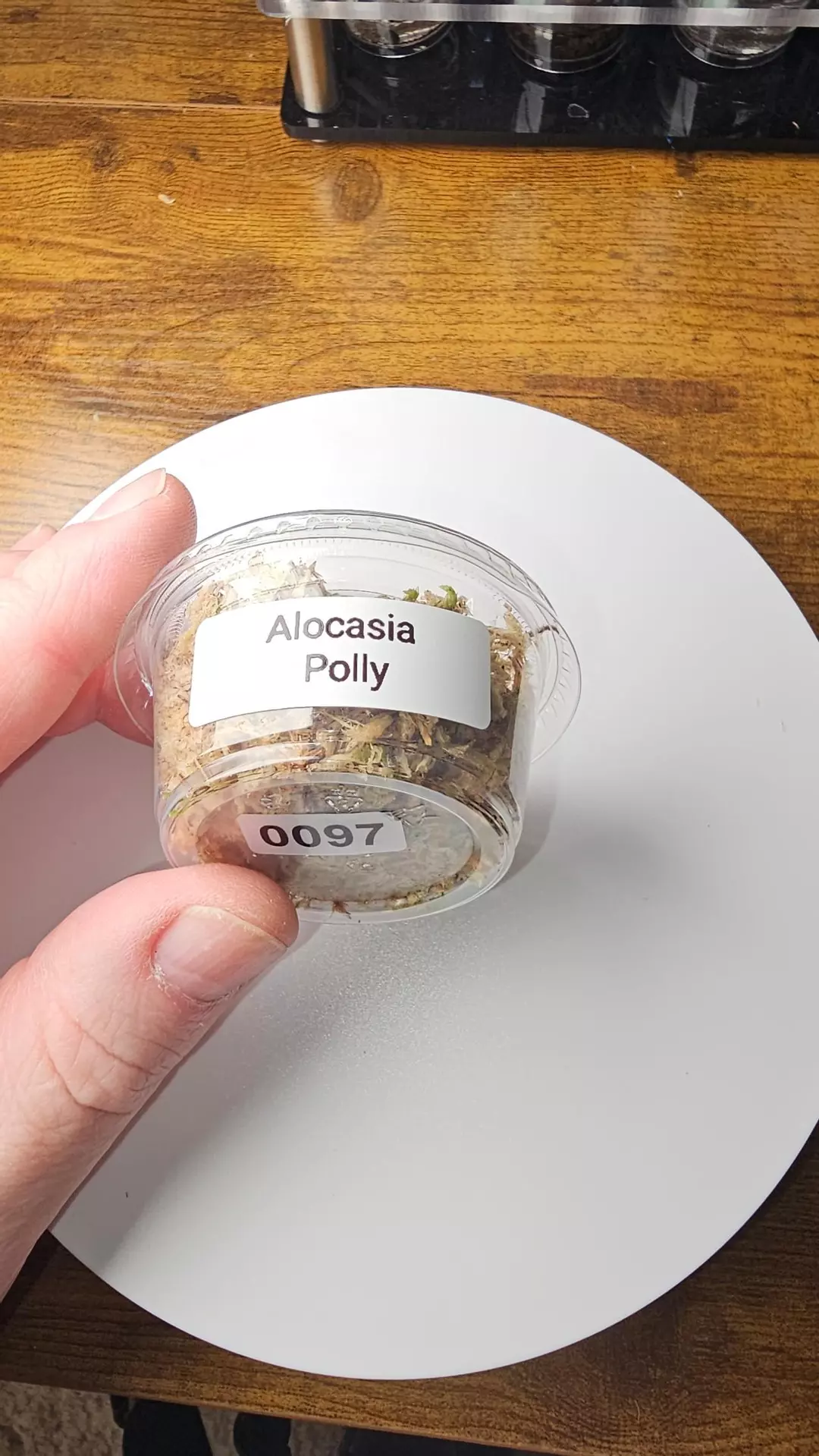 0097 Alocasia Polly Corm thumbnail