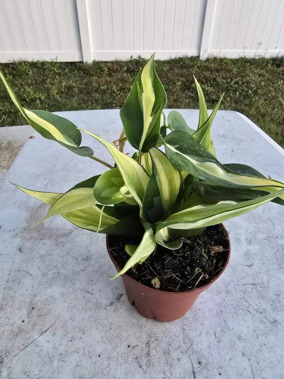 Philodendron Rio thumbnail