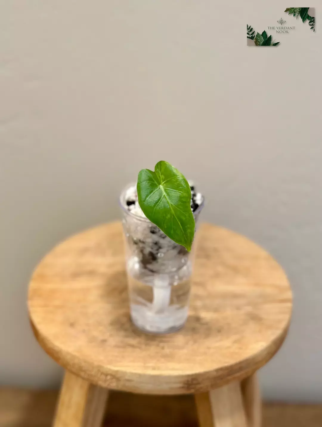 Alocasia Gageana Aurea Pup thumbnail