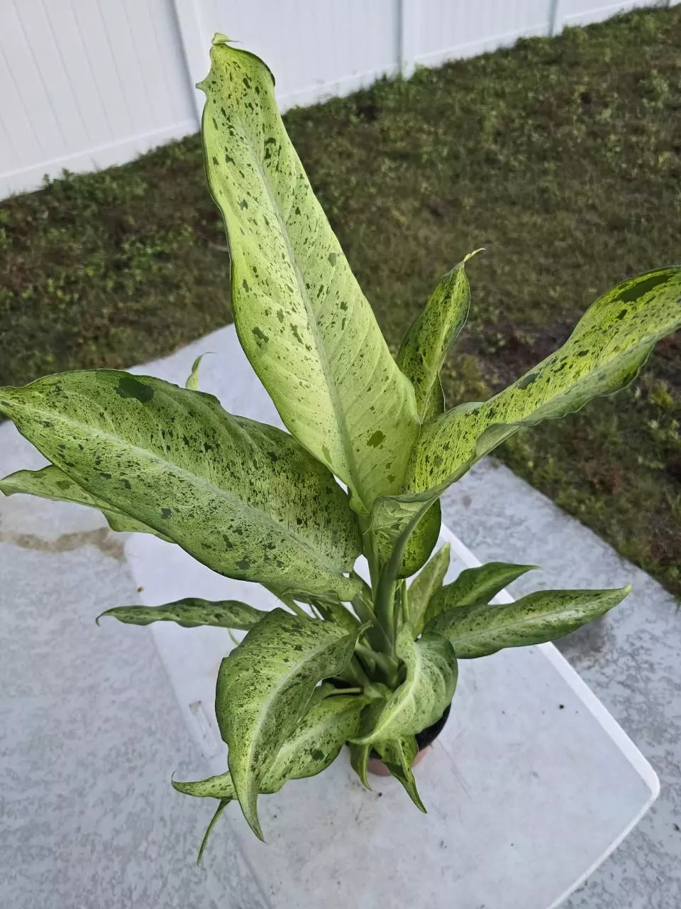 Diffenbachia Camoflauge thumbnail