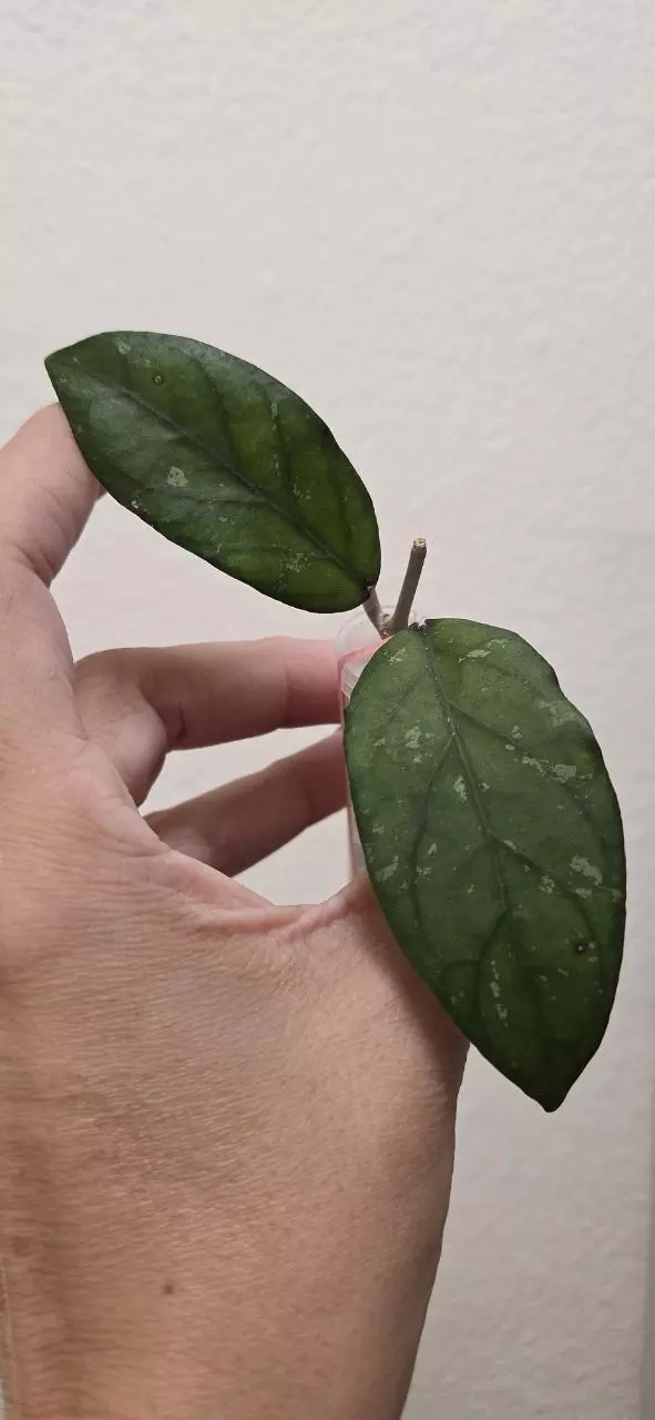 Hoya sp Takengon Splash Unrooted thumbnail