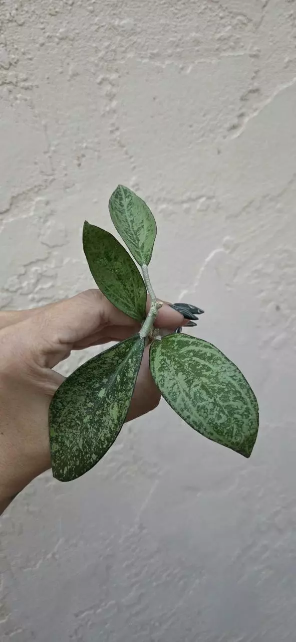Hoya Patcharawalai Silver Splash rooted thumbnail
