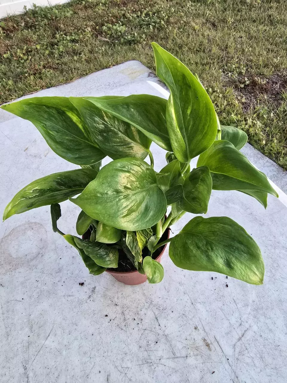 Shangri-La Pothos thumbnail