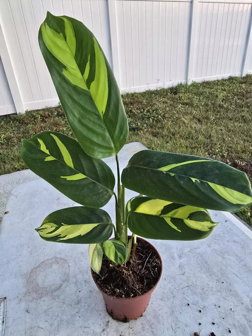 Calathea Pilosa thumbnail