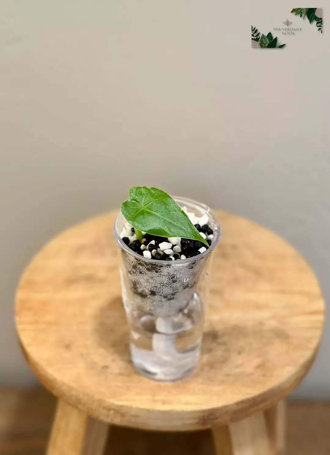 Alocasia Gageana Aurea Pup thumbnail