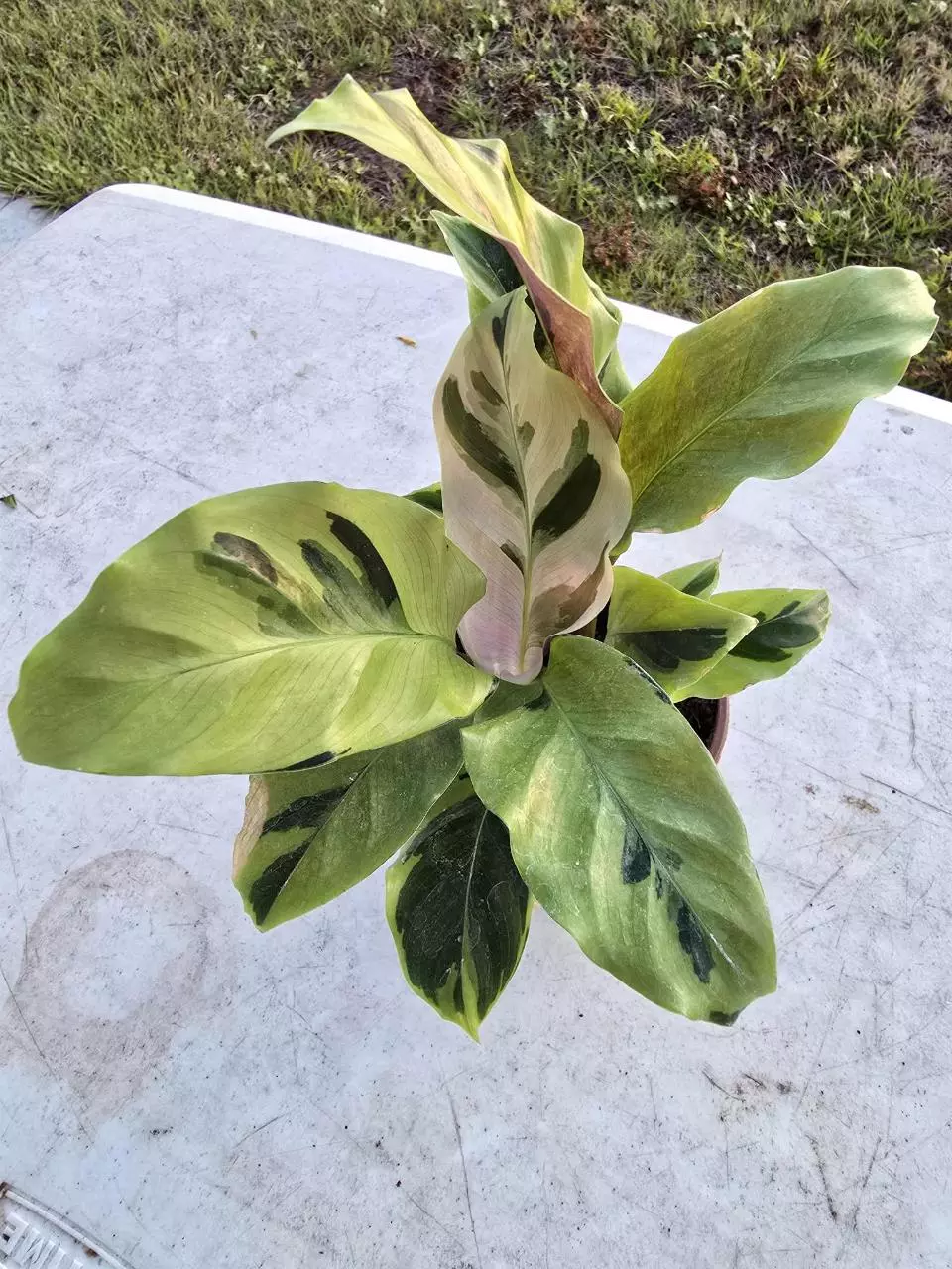 Calathea Yellow Allusion thumbnail