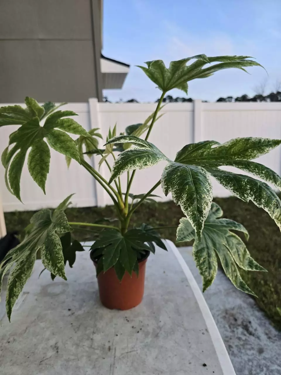 Fatsia Spider's Web thumbnail