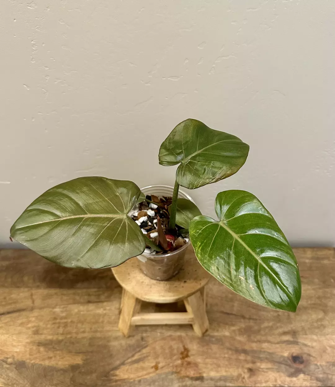 Philodendron ‘Summer Glory’ thumbnail