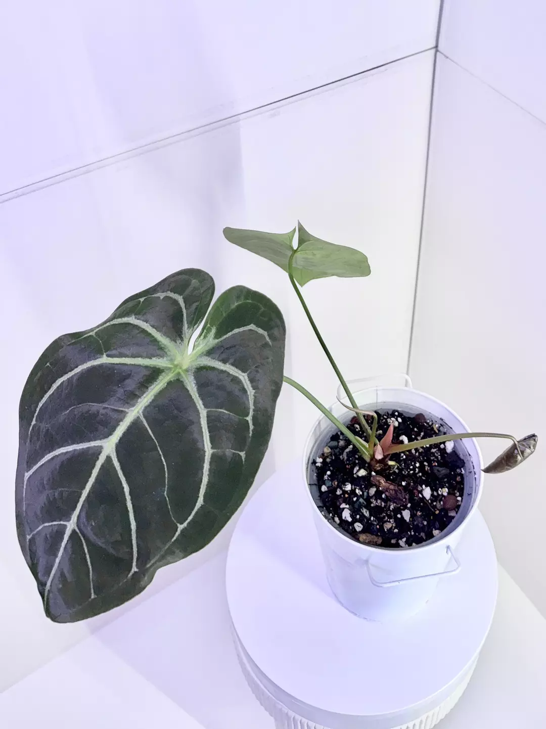 Besseae x Forgetii with Flowering Mother Anthurium, Ambient Acclimated thumbnail