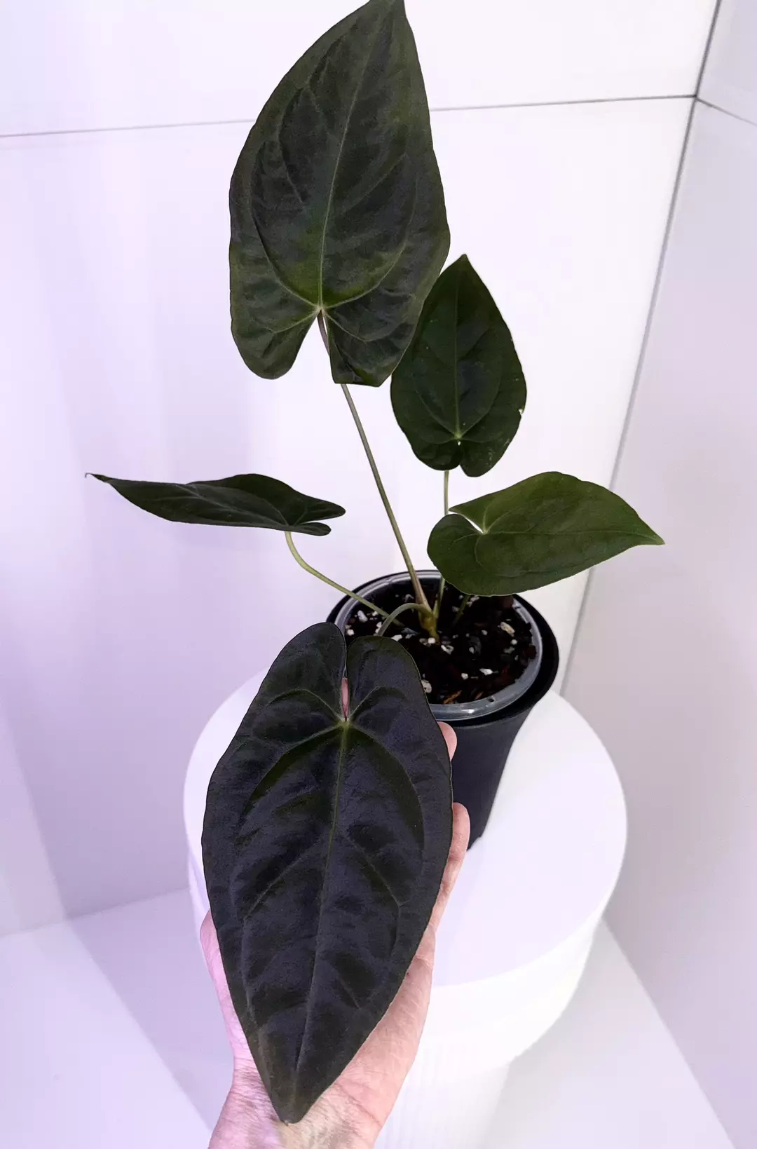 Tim’s Black x Tim’s Long thumbnail