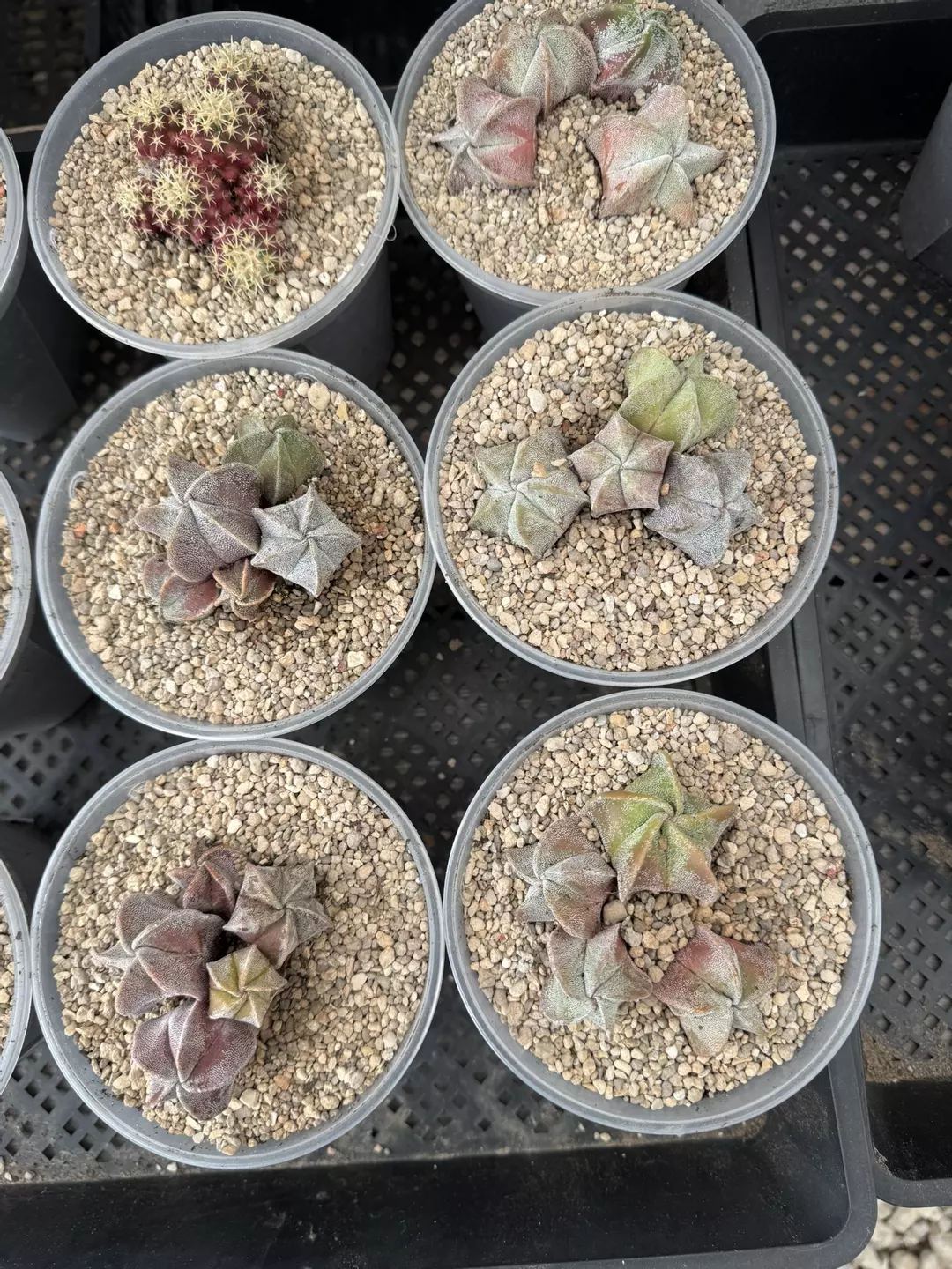 Colorful Astrophytum cluster GC thumbnail