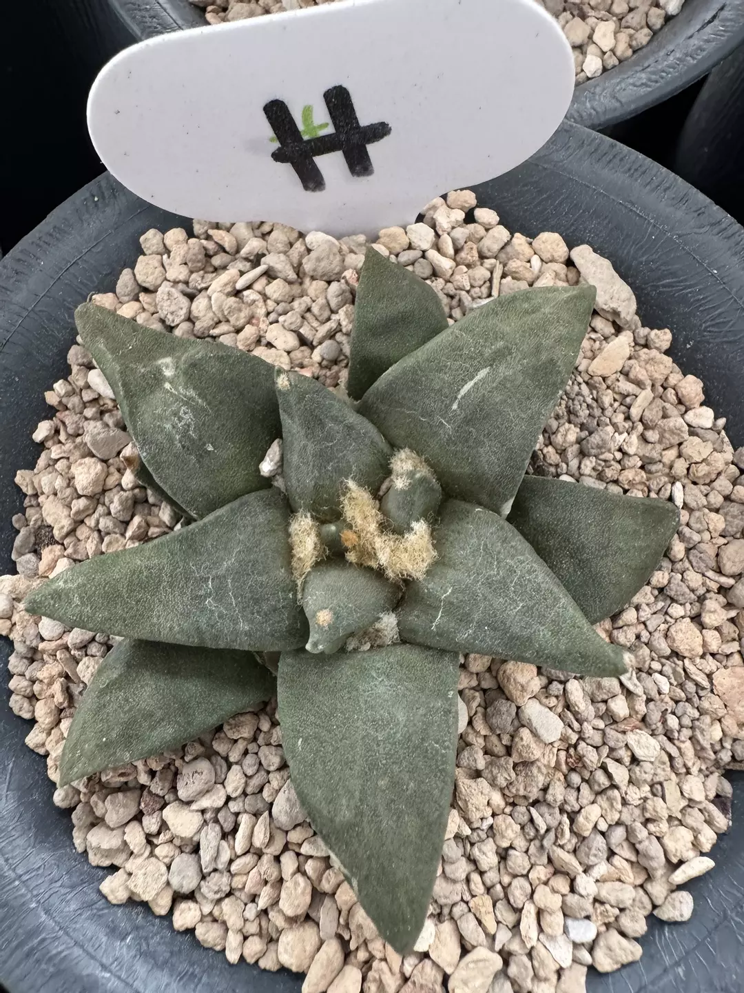 4 years seedgrown Ariocarpus Retusus  thumbnail