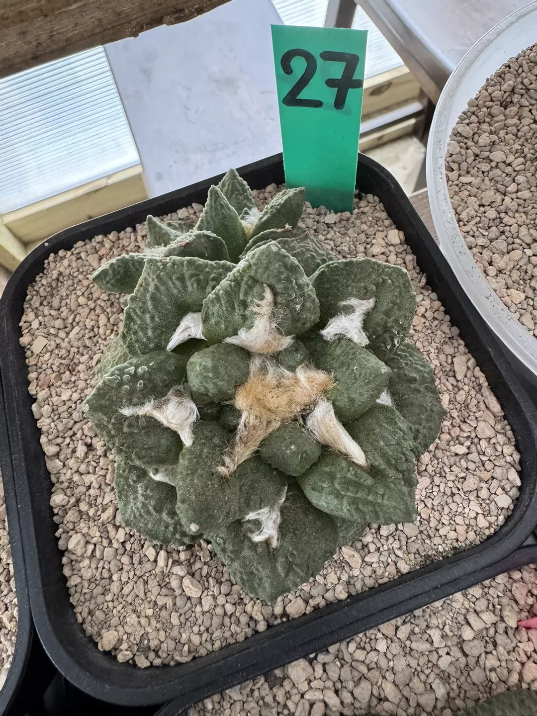 Ariocarpus Godzilla vs. Cauliflower  thumbnail