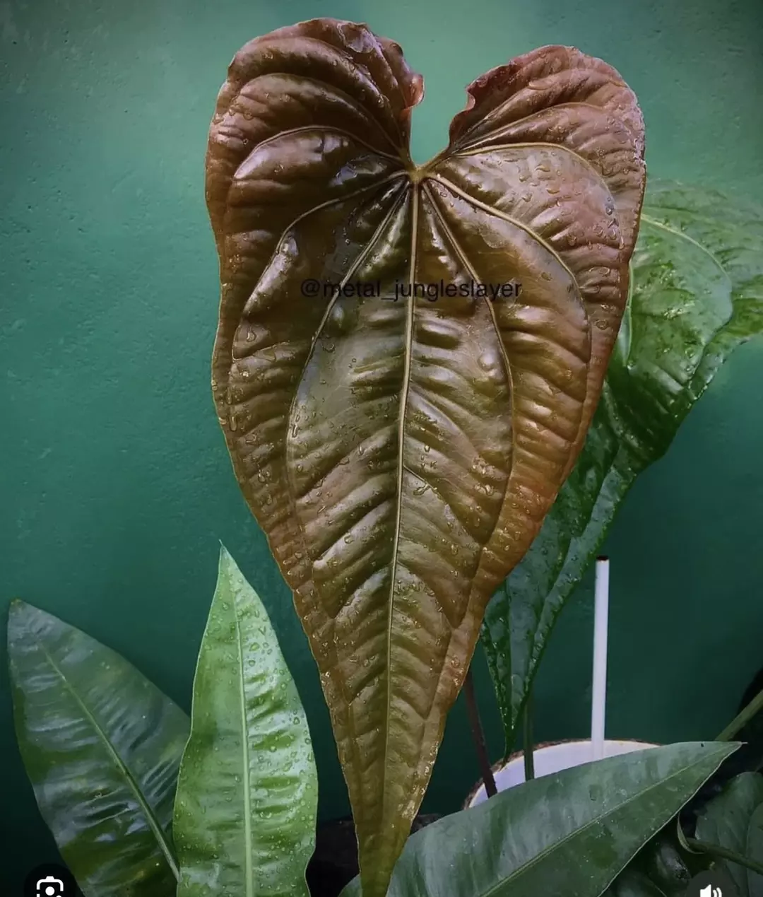 Alto Fluminense Large Seedling thumbnail