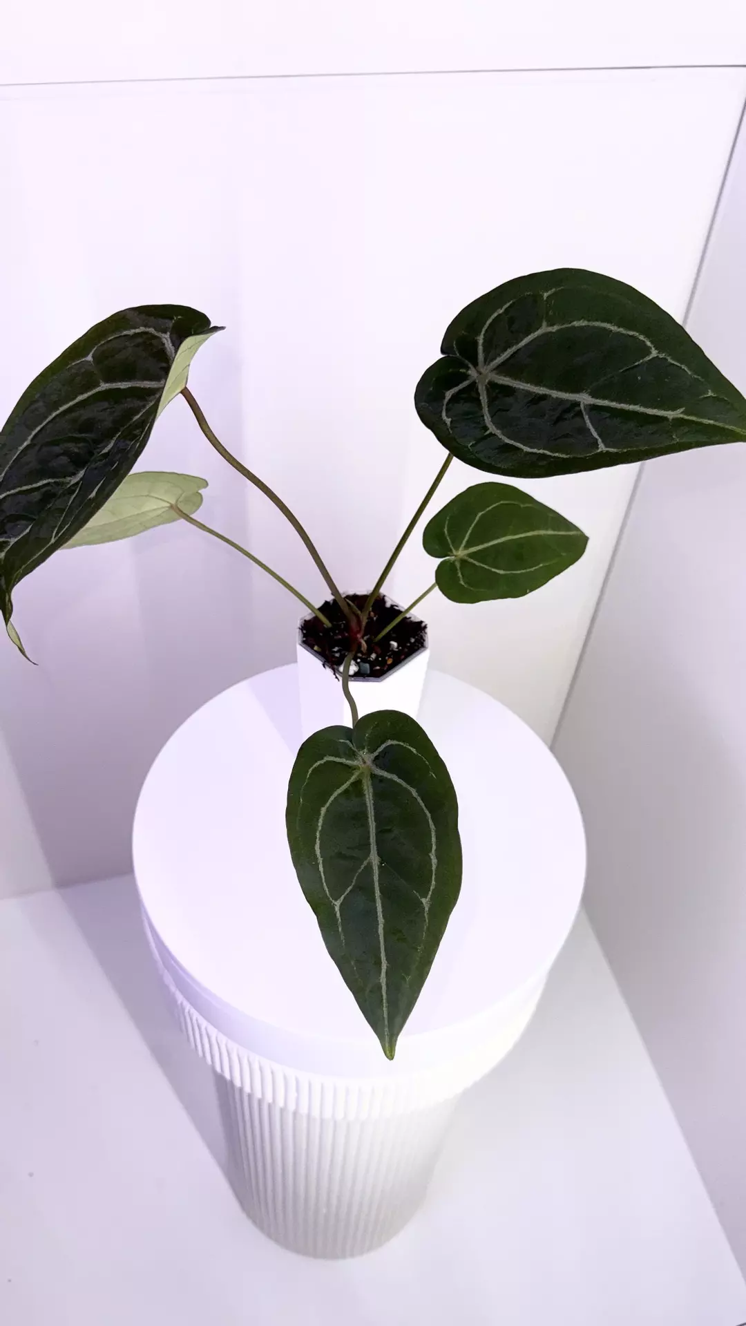 Black Widow Michelle x Purple Yurple Big Girl from Wildroots thumbnail