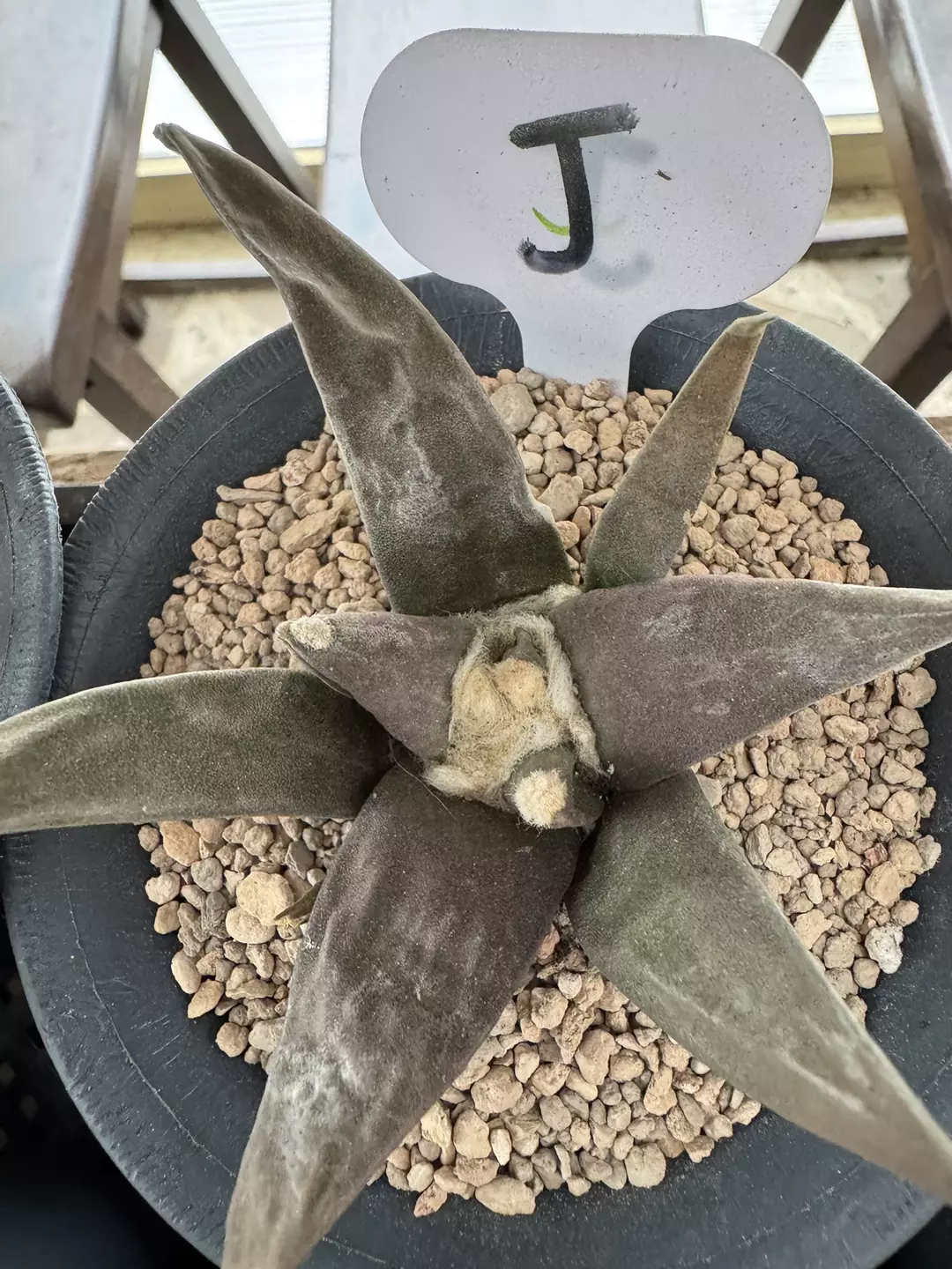 4 years seedgrown Ariocarpus Retusus  thumbnail