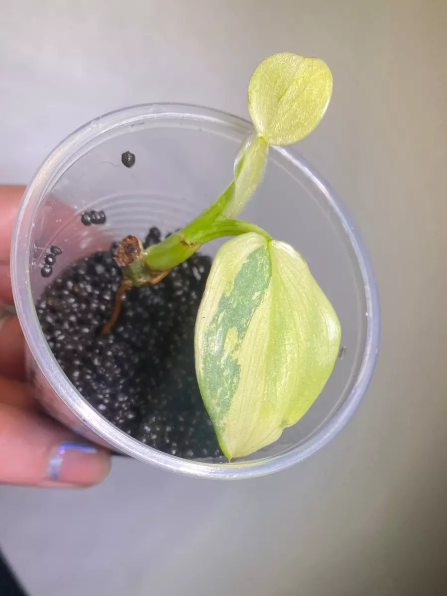 Variegated silver sword rooted starter  thumbnail