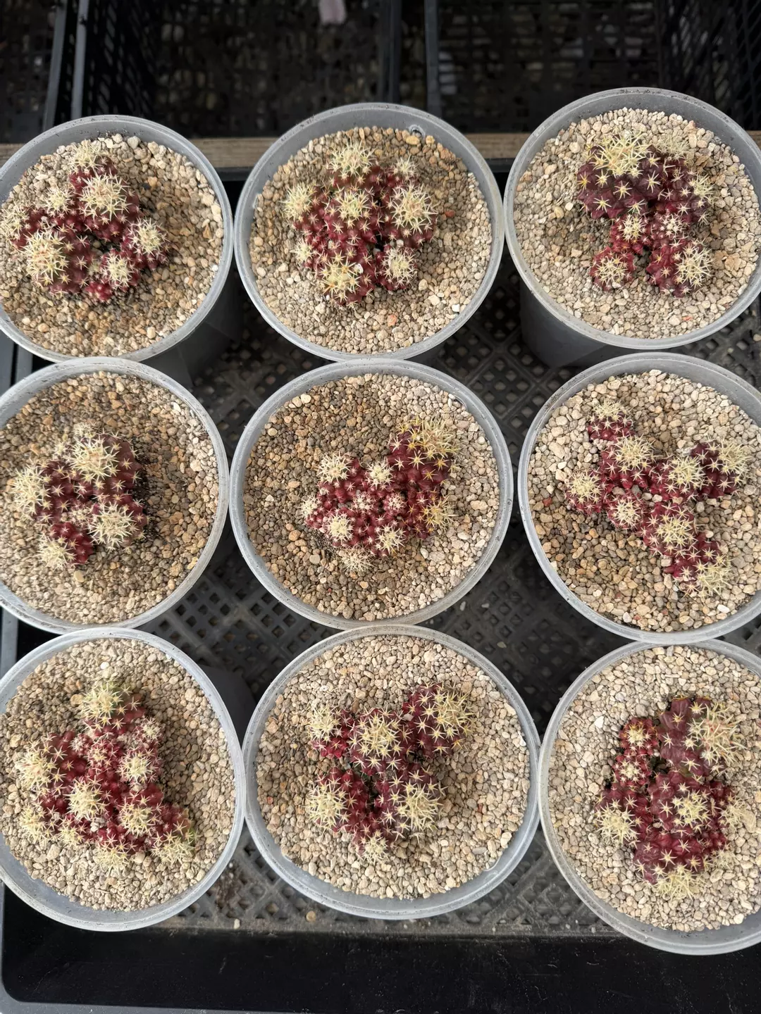 Shirt Spines Grusonii GC cluster thumbnail