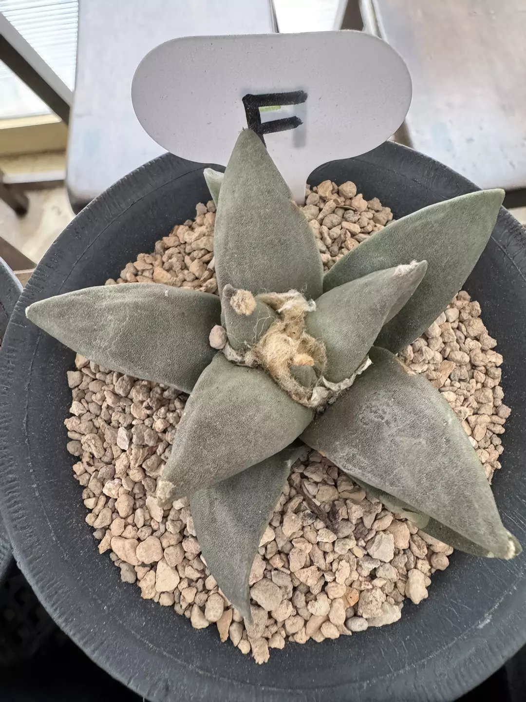 4 years seedgrown Ariocarpus Retusus thumbnail