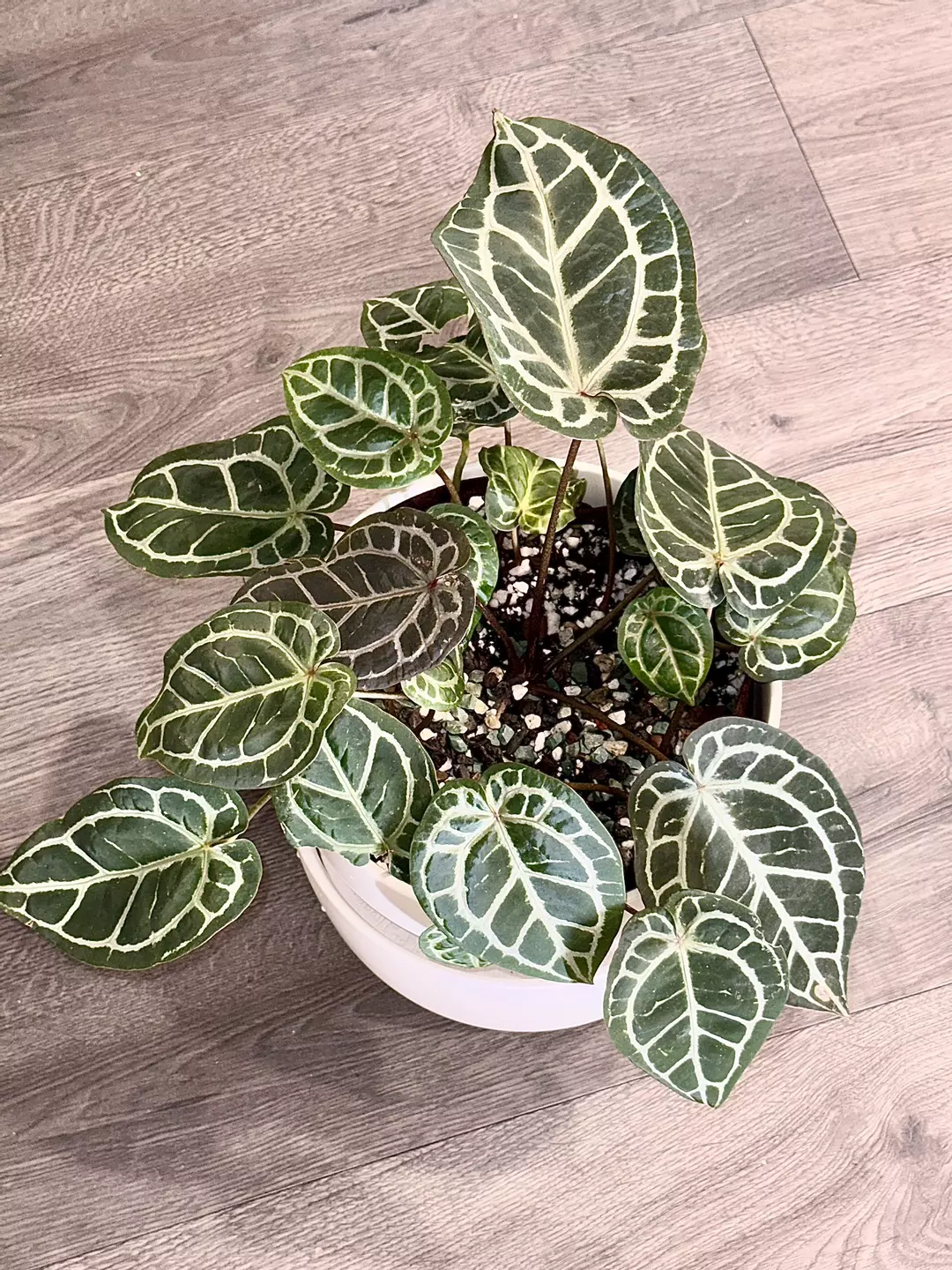 BUYER’S Choice, Tezula Red Crystal… you pick your plant from the pot thumbnail