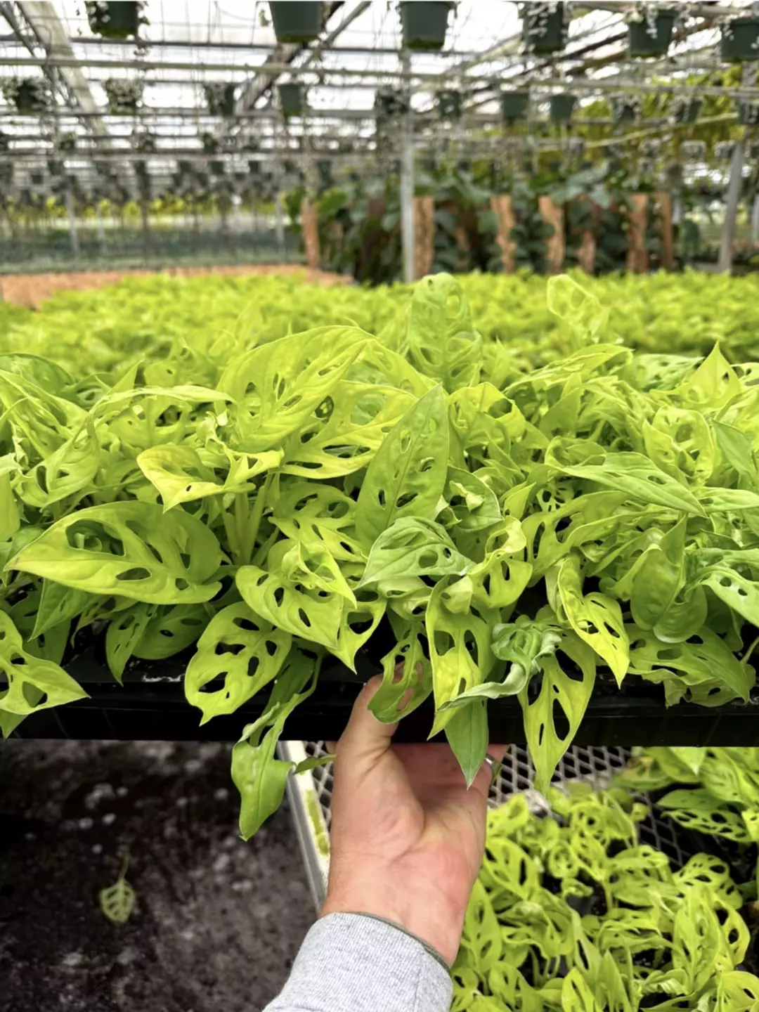 NEON adansonii plug ( no pot) very full & healthy plug RARE thumbnail