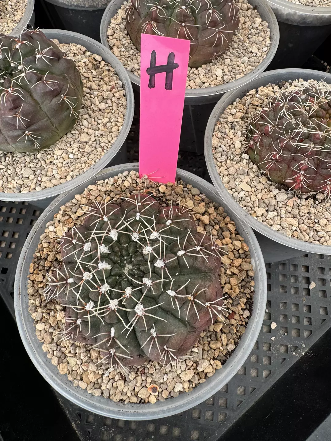 Ruby Gymnocalycium 3”  thumbnail