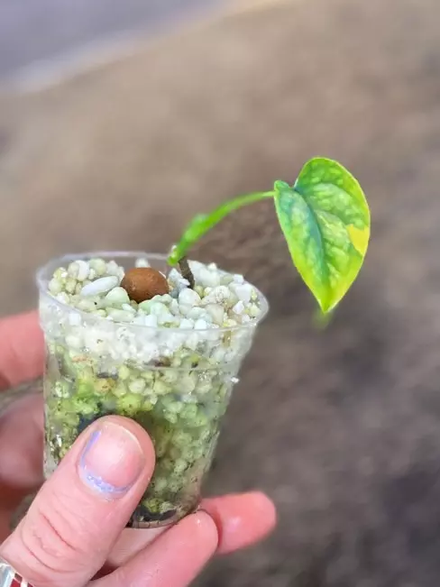 Monstera Siltepecana Aurea Variegated Rooted mid cut with two nodes thumbnail