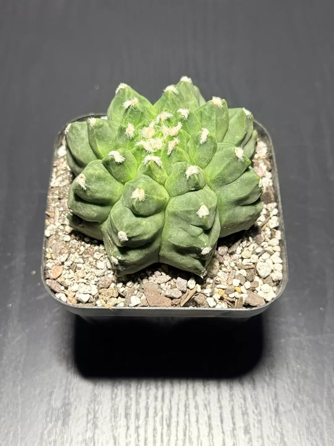 Astro Myrio Kikko #2 thumbnail