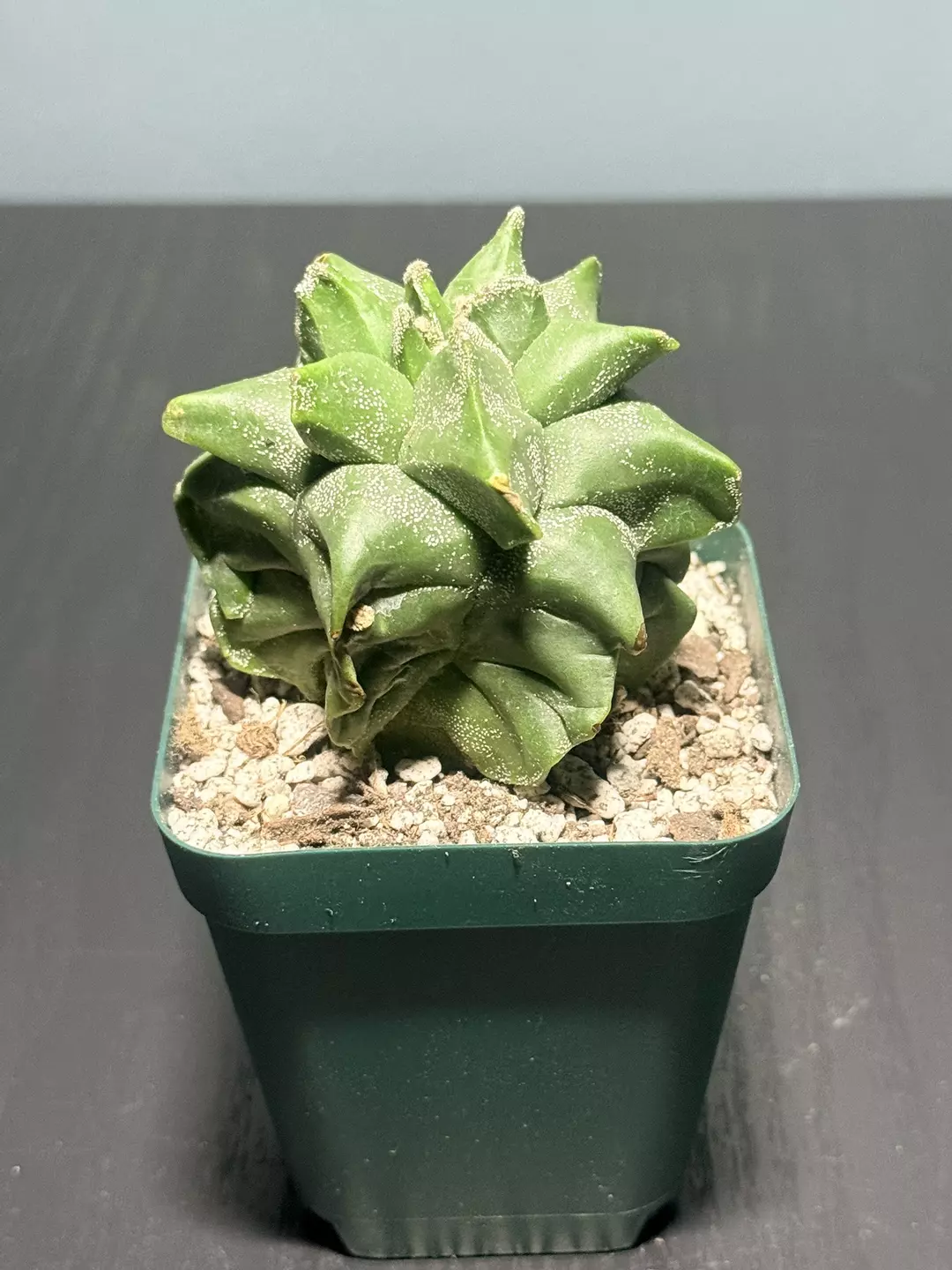 Astro Myrio Kikko #4 thumbnail