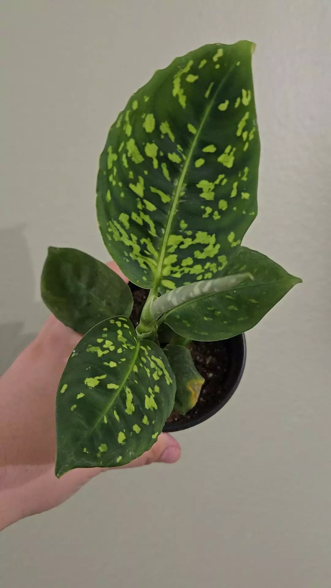 Dieffenbachia Reflector thumbnail
