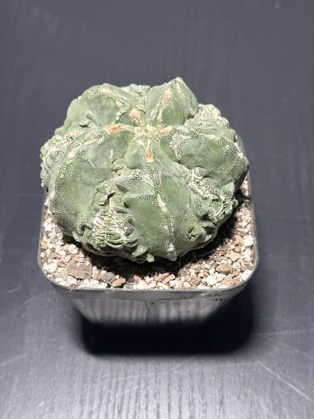 Astro Myrio Fukuryu 5-Rib thumbnail