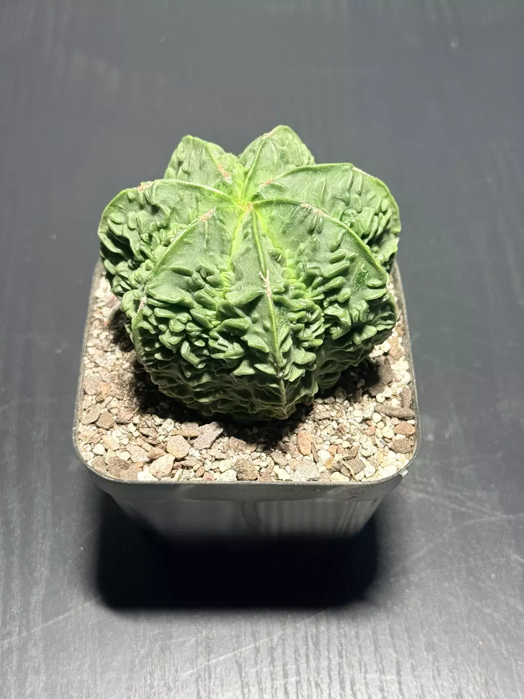 Astro Myrio 7-Rib Fukuryu thumbnail