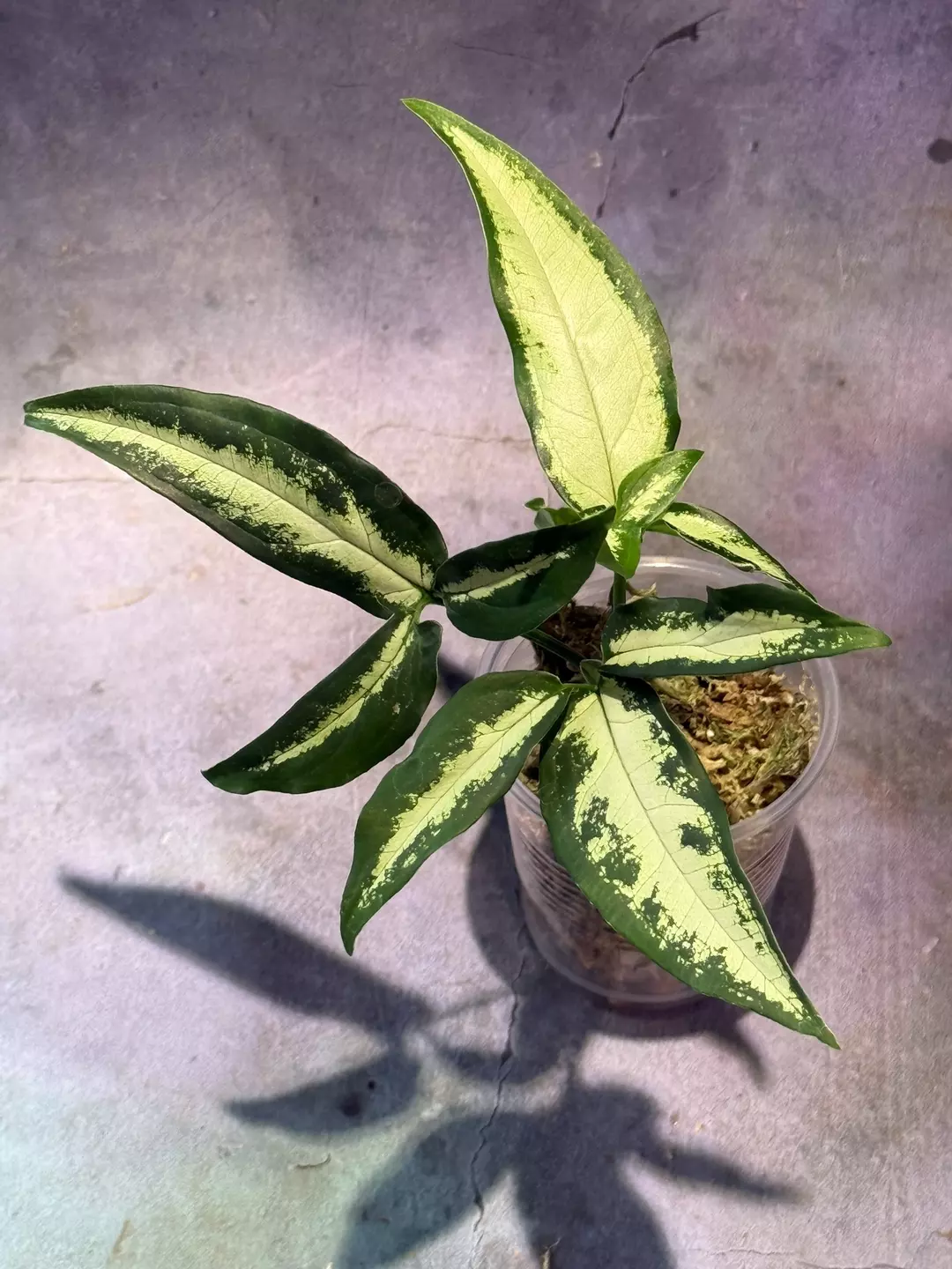 Syngonium little star angustatum thumbnail
