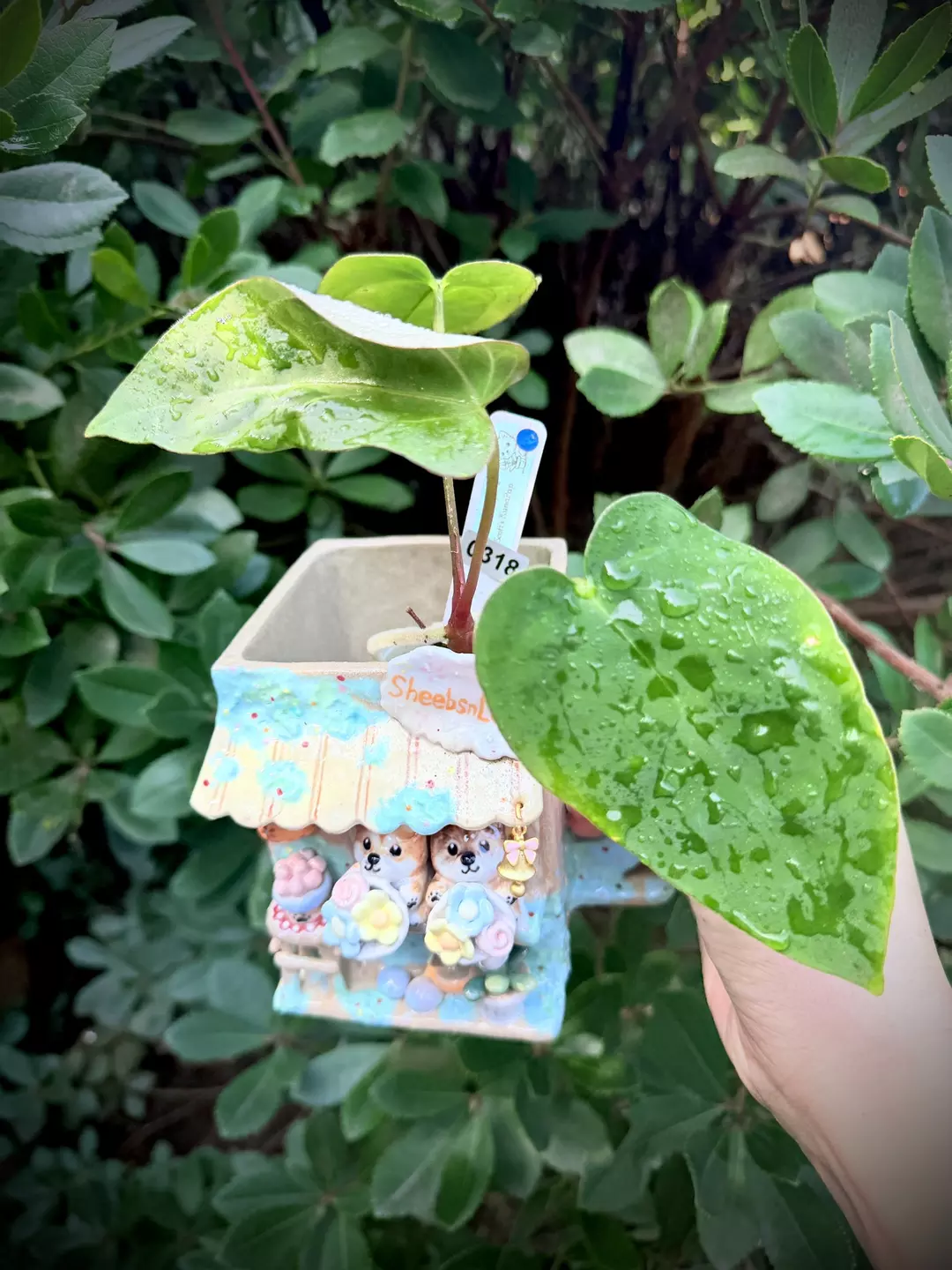 Ace of Purple x KunaPap 0318 L thumbnail