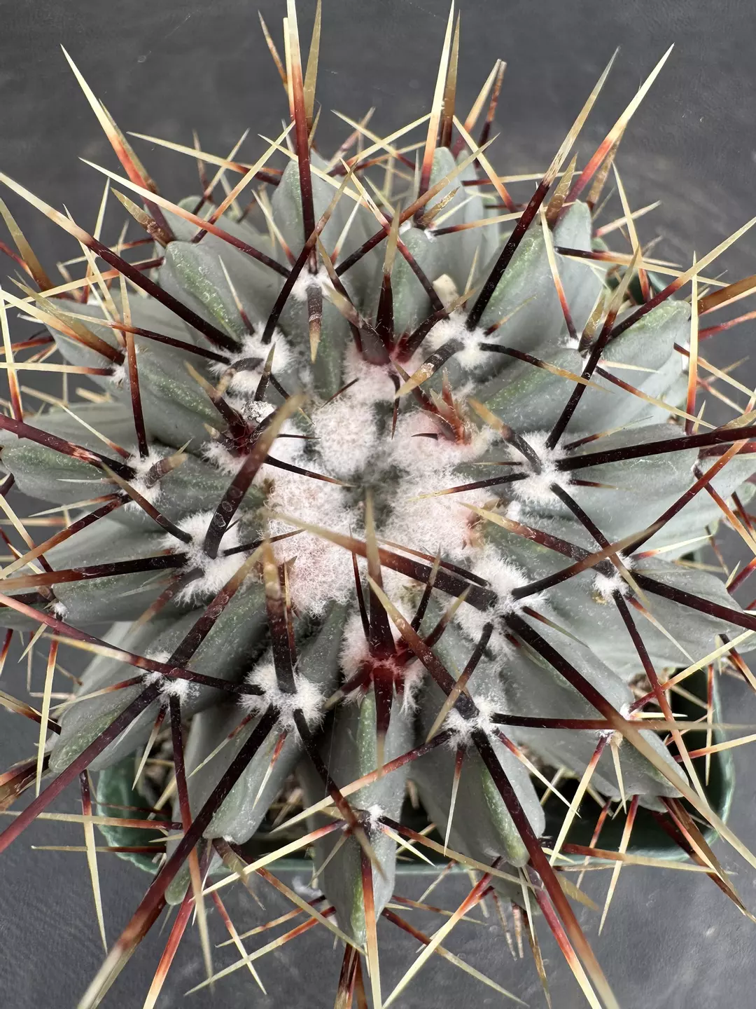 4’ Notocactus Buiningii thumbnail