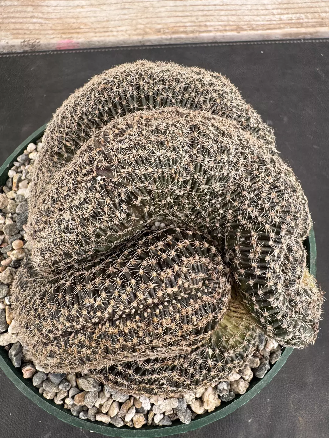 6’ Lobivia famatimensis crest thumbnail