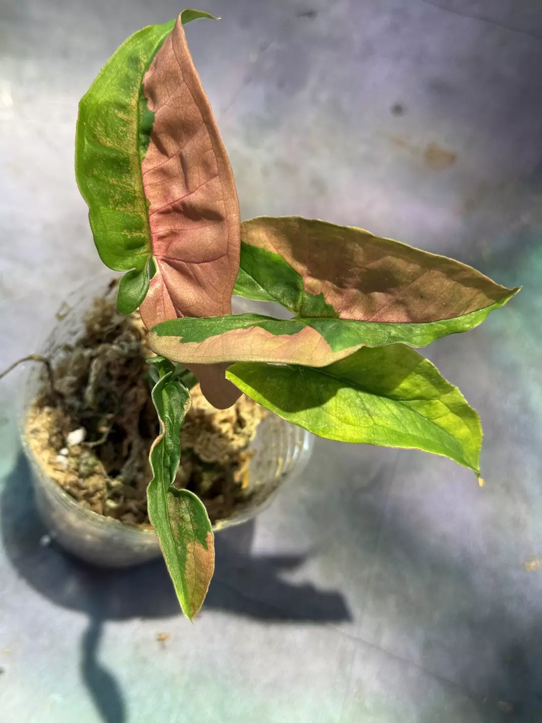 Syngonium pink lava thumbnail