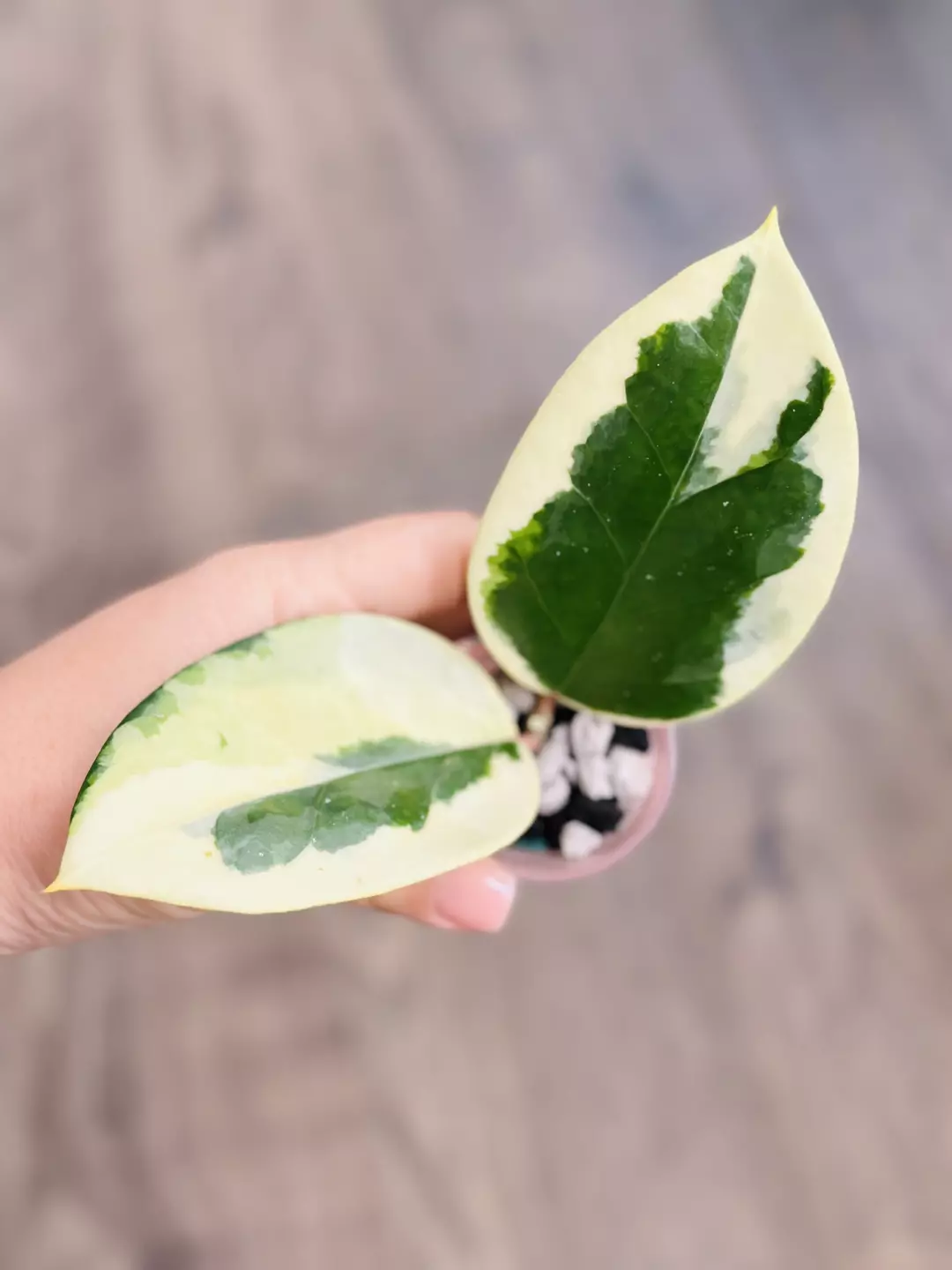 🦄 Hoya Ilagiorum Albo🦄*Fresh Cut* thumbnail