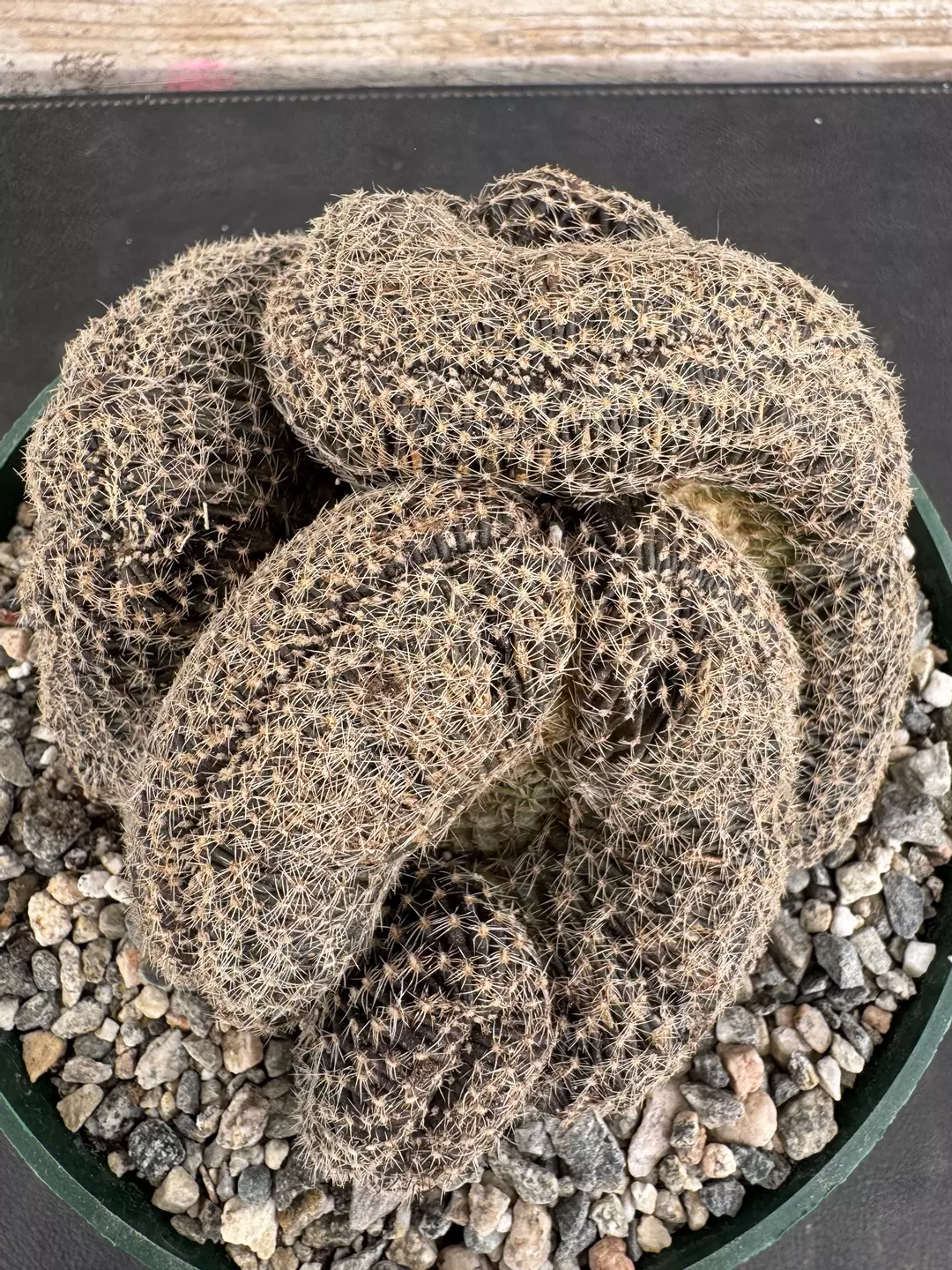 6’ Lobivia famatimensis thumbnail