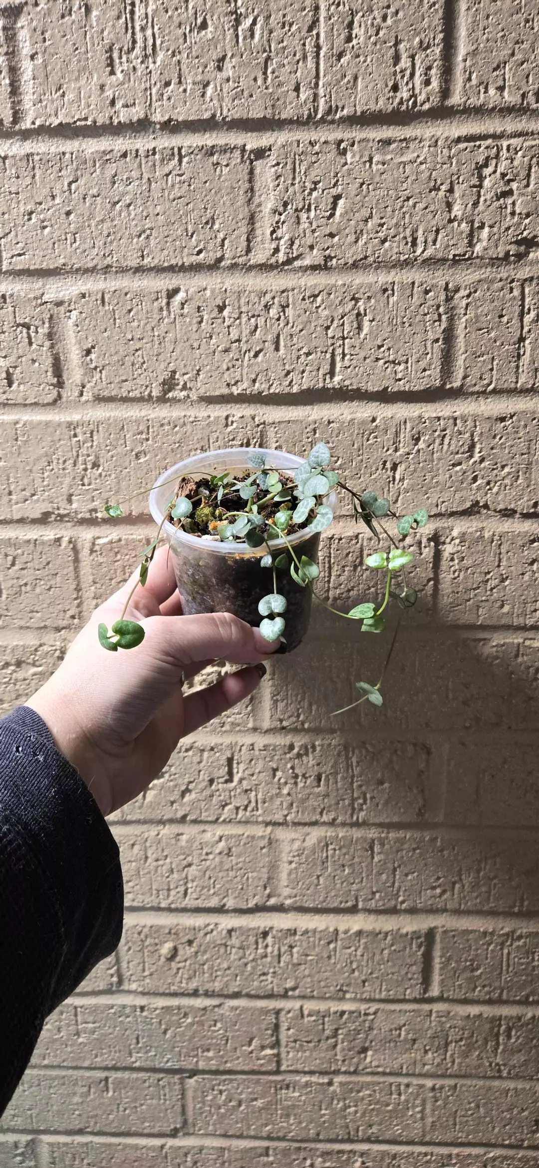 String of Hearts 4inch thumbnail