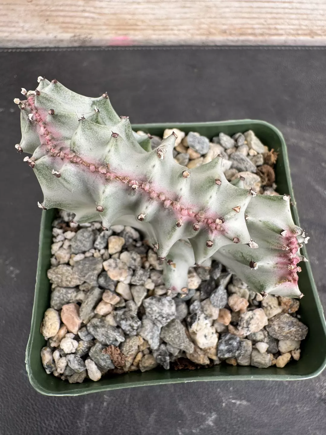 4’ Euphorbia ghost cactus crest thumbnail