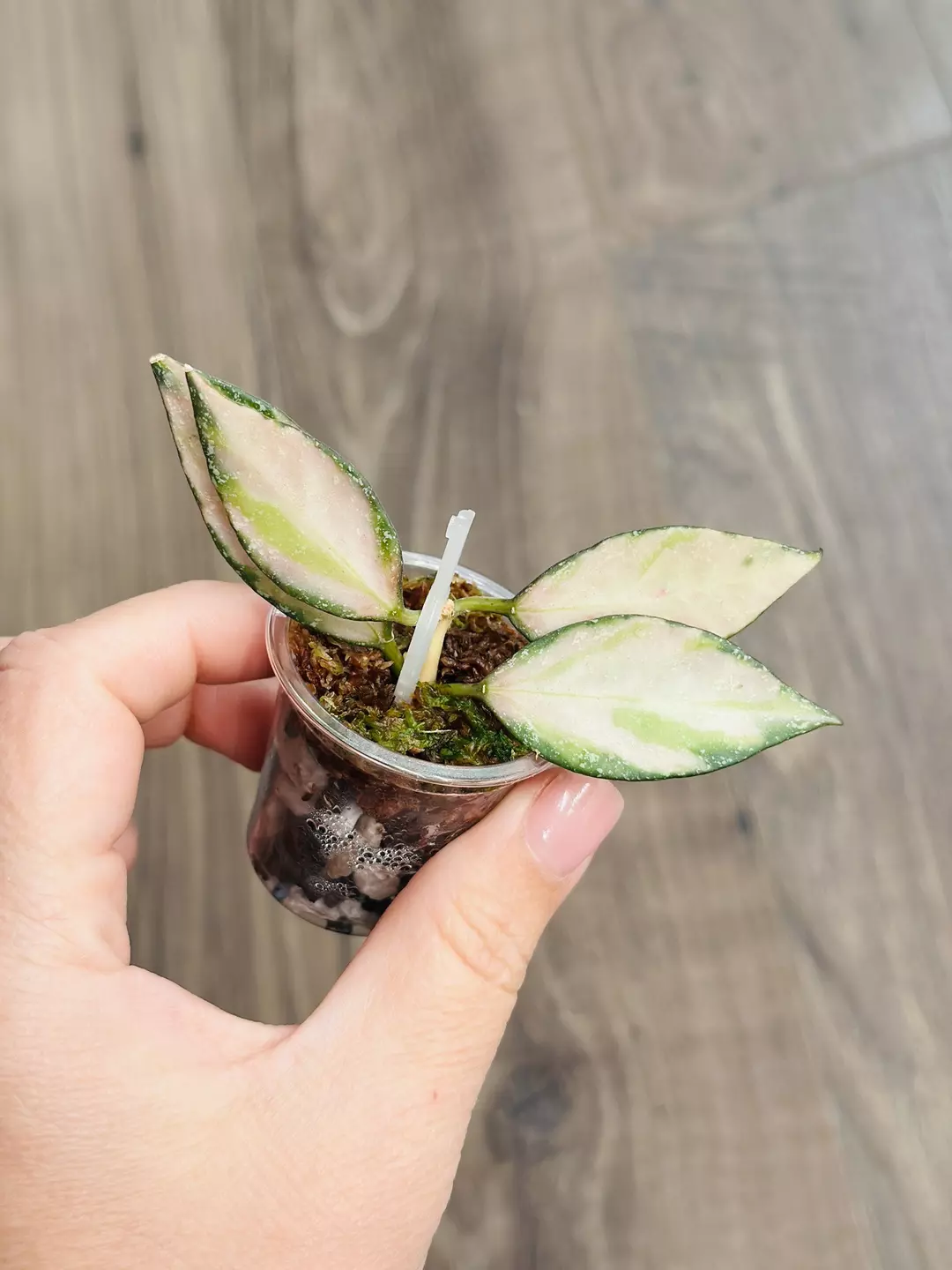 Hoya Nabawanensis Variegtaed *Not Rooted* thumbnail