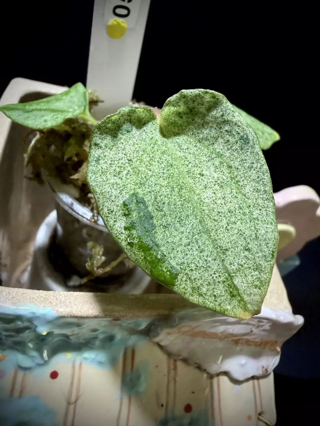 Variegated RVDP 0535 Y thumbnail