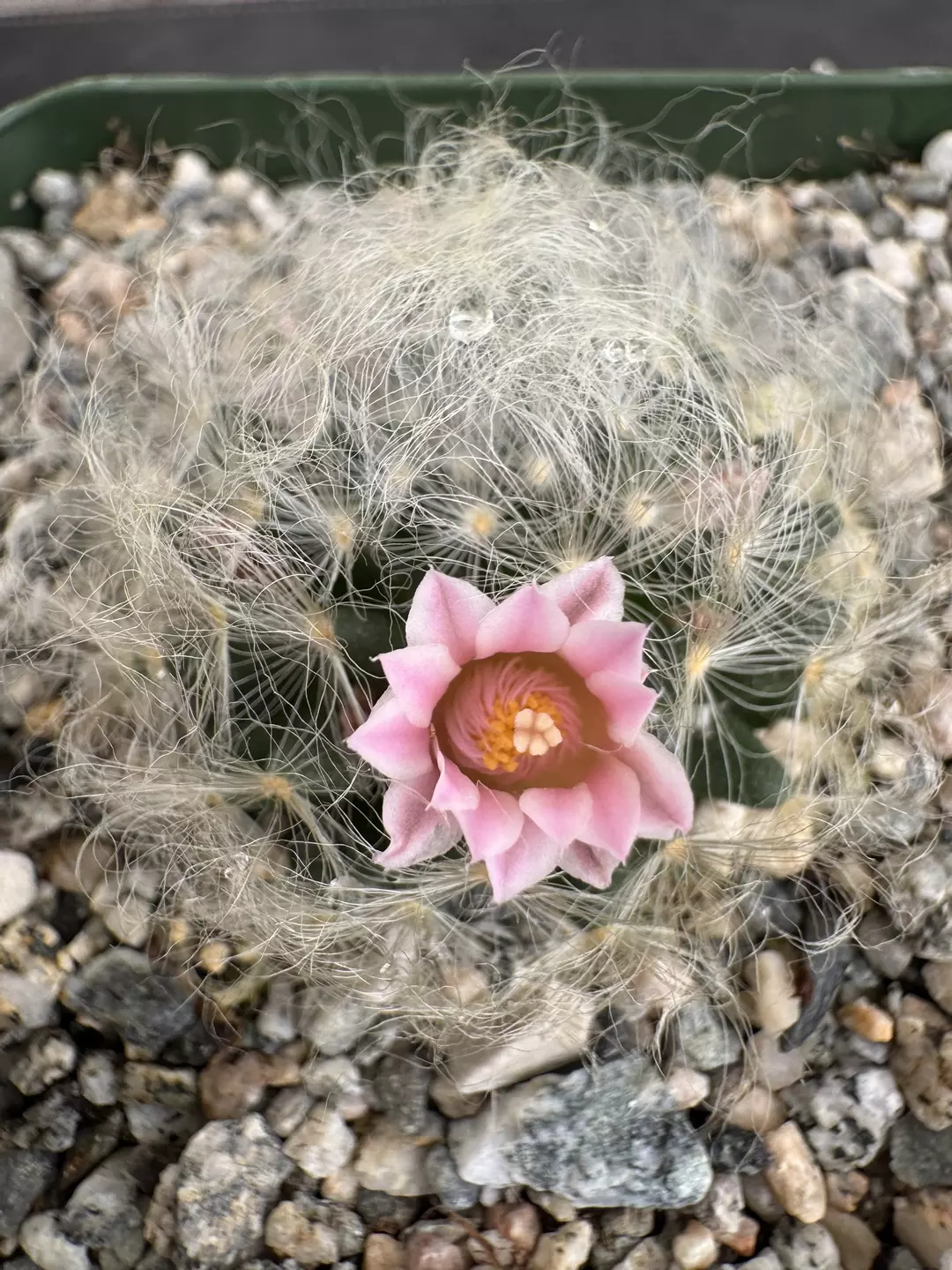 4’ Mammillaria Aureilanata alba no spines thumbnail