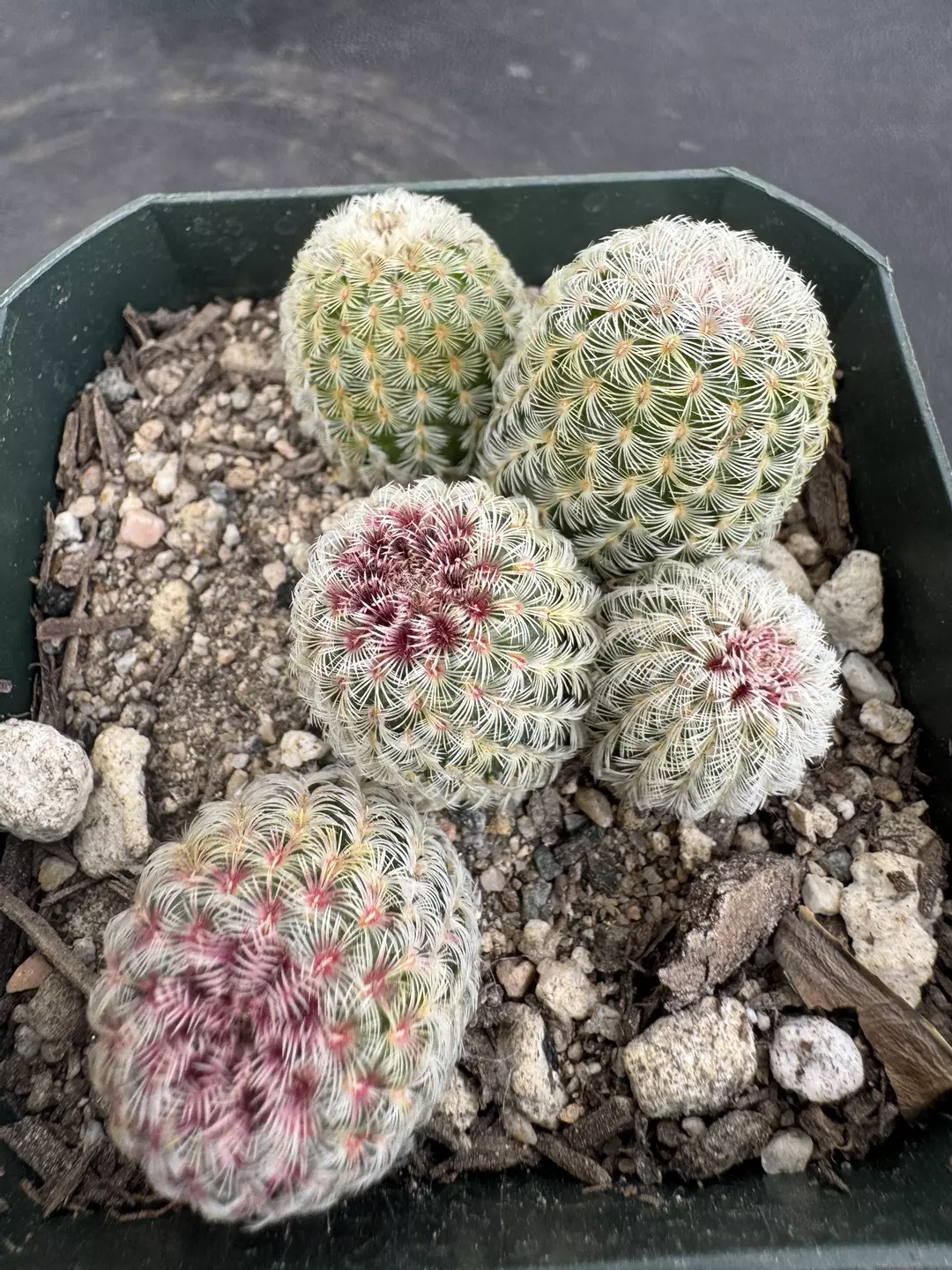 4’ Rainbow cactus seedling pot thumbnail