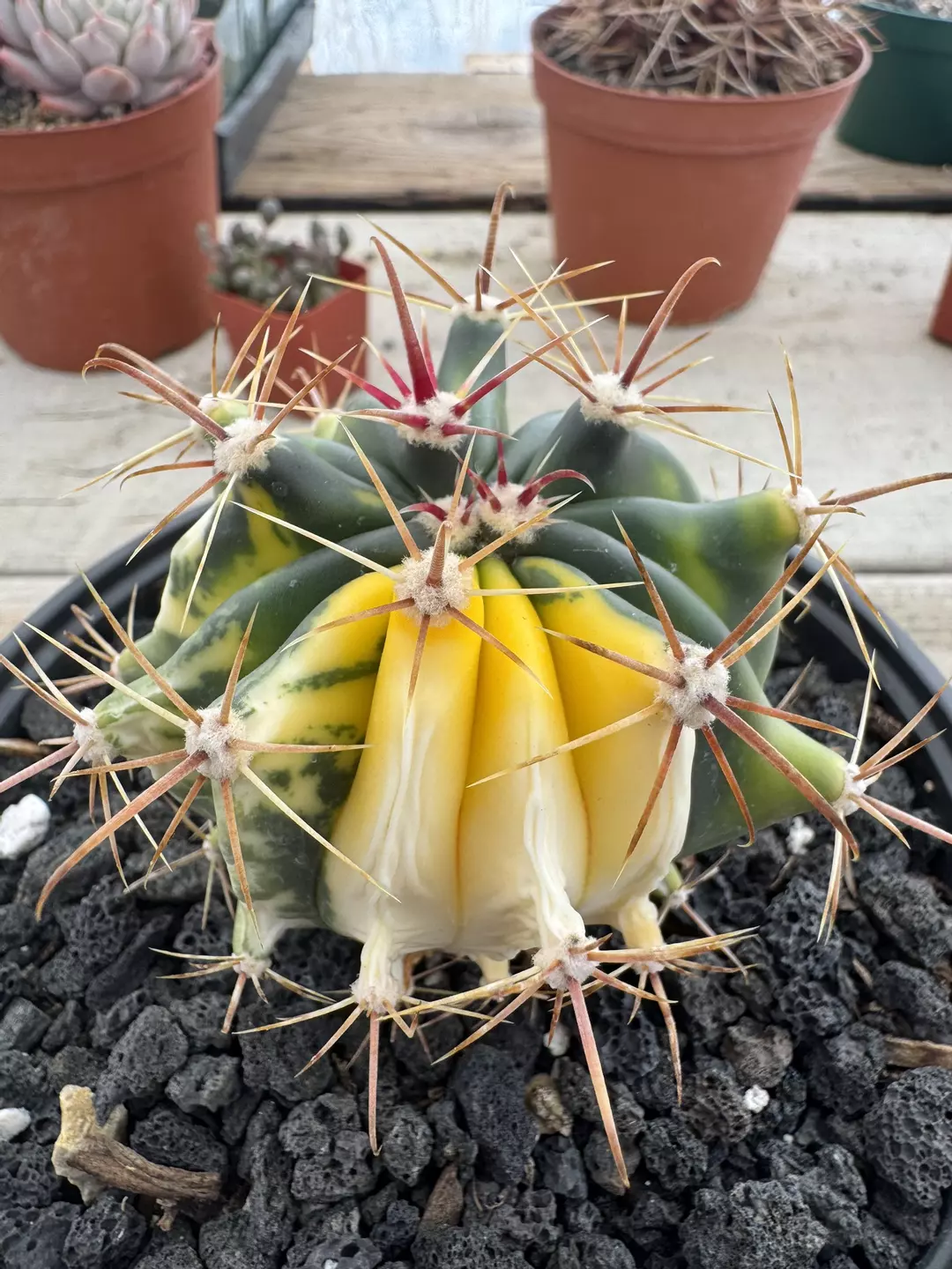 Variegated ferocactus 5’ thumbnail