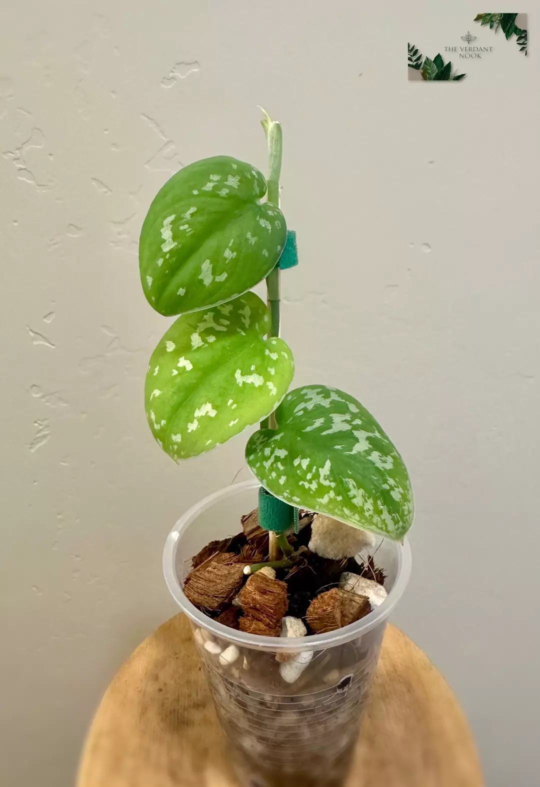 Sentarum Variegated - Scindapsus thumbnail