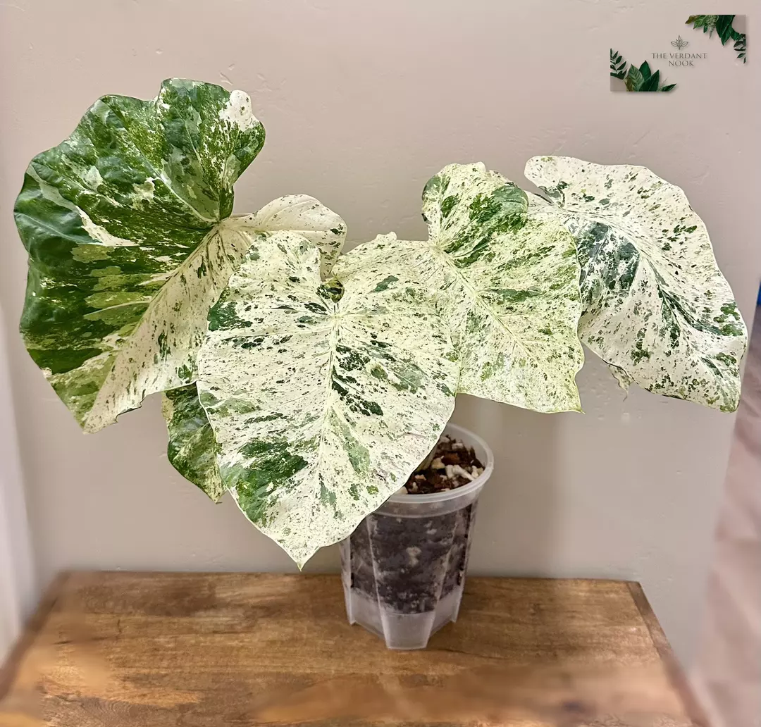 Alocasia ‘Blizzard’ CORM B thumbnail